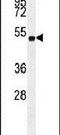 Elongation Factor For RNA Polymerase II antibody, PA5-23680, Invitrogen Antibodies, Western Blot image 