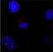 Telomeric repeat-binding factor 1 antibody, NBP1-41217, Novus Biologicals, Immunofluorescence image 