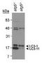 Microtubule Associated Protein 1 Light Chain 3 Beta antibody, TA301541, Origene, Western Blot image 