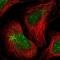 Chromodomain Helicase DNA Binding Protein 3 antibody, NBP2-14479, Novus Biologicals, Immunofluorescence image 