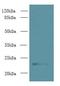 Transmembrane Protein 222 antibody, LS-C376866, Lifespan Biosciences, Western Blot image 