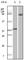 B-Raf Proto-Oncogene, Serine/Threonine Kinase antibody, abx010442, Abbexa, Western Blot image 