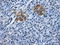 Histone Deacetylase 10 antibody, LS-C114832, Lifespan Biosciences, Immunohistochemistry frozen image 