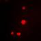 Minichromosome Maintenance Complex Component 3 antibody, orb378175, Biorbyt, Immunofluorescence image 