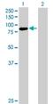 Protocadherin Beta 13 antibody, H00056123-B01P, Novus Biologicals, Western Blot image 