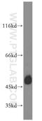 Testis Expressed 13A antibody, 18888-1-AP, Proteintech Group, Western Blot image 