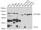 Quinone oxidoreductase PIG3 antibody, 23-037, ProSci, Western Blot image 