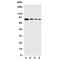 Peptidylprolyl Isomerase G antibody, R31272, NSJ Bioreagents, Western Blot image 