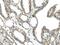 Mediator Complex Subunit 18 antibody, PA5-51305, Invitrogen Antibodies, Immunohistochemistry frozen image 