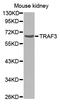TNF Receptor Associated Factor 3 antibody, A00424-2, Boster Biological Technology, Western Blot image 