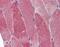 POLG antibody, NBP1-33633, Novus Biologicals, Immunohistochemistry frozen image 