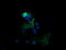 Mitogen-Activated Protein Kinase Kinase 1 antibody, LS-C174506, Lifespan Biosciences, Immunofluorescence image 