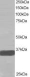 Mortality Factor 4 Like 2 antibody, PA5-18035, Invitrogen Antibodies, Western Blot image 