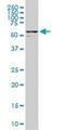 DEAD-Box Helicase 56 antibody, H00054606-M05, Novus Biologicals, Western Blot image 