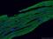 Troponin I3, Cardiac Type antibody, 21652-1-AP, Proteintech Group, Immunofluorescence image 