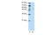 Zinc Finger Protein 329 antibody, 29-092, ProSci, Western Blot image 
