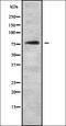 NFKB Repressing Factor antibody, orb337551, Biorbyt, Western Blot image 