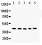 Cellular Communication Network Factor 1 antibody, PB9549, Boster Biological Technology, Western Blot image 