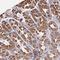 RCC1 Like antibody, NBP2-31833, Novus Biologicals, Immunohistochemistry paraffin image 