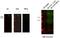 Lysine Demethylase 6A antibody, ab91231, Abcam, Western Blot image 