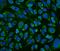 Leucine Rich Pentatricopeptide Repeat Containing antibody, A03264, Boster Biological Technology, Immunofluorescence image 
