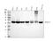 Peptidase, Mitochondrial Processing Beta Subunit antibody, M11793, Boster Biological Technology, Western Blot image 