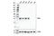 Three Prime Repair Exonuclease 1 antibody, 15107S, Cell Signaling Technology, Western Blot image 