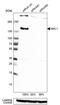 Myocardin Related Transcription Factor A antibody, PA5-56557, Invitrogen Antibodies, Western Blot image 