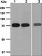 Solute Carrier Family 22 Member 3 antibody, ab124826, Abcam, Western Blot image 