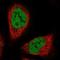 Serine Protease 35 antibody, NBP1-86756, Novus Biologicals, Immunofluorescence image 