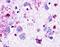 Neuromedin U Receptor 1 antibody, NLS396, Novus Biologicals, Immunohistochemistry frozen image 