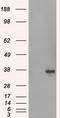 Serine Racemase antibody, LS-C115056, Lifespan Biosciences, Western Blot image 