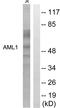 RUNX Family Transcription Factor 1 antibody, LS-B12520, Lifespan Biosciences, Western Blot image 