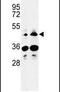 Heparan Sulfate-Glucosamine 3-Sulfotransferase 2 antibody, PA5-26522, Invitrogen Antibodies, Western Blot image 
