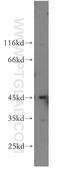 TRNA Aspartic Acid Methyltransferase 1 antibody, 19221-1-AP, Proteintech Group, Western Blot image 
