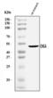 Chromogranin A antibody, A01256-3, Boster Biological Technology, Western Blot image 