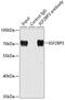 Insulin Like Growth Factor 2 MRNA Binding Protein 3 antibody, 22-006, ProSci, Immunoprecipitation image 