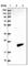 Fragile Histidine Triad Diadenosine Triphosphatase antibody, HPA018909, Atlas Antibodies, Western Blot image 