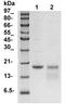 Histone H3 antibody, TA354739, Origene, Western Blot image 