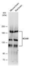 Neural Cell Adhesion Molecule 1 antibody, PA5-78072, Invitrogen Antibodies, Western Blot image 