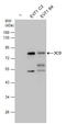 Enterovirus antibody, GTX132356, GeneTex, Western Blot image 