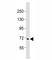 F-Box And WD Repeat Domain Containing 7 antibody, F53267-0.4ML, NSJ Bioreagents, Western Blot image 