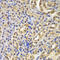 NFKB Inhibitor Alpha antibody, 13-941, ProSci, Immunohistochemistry paraffin image 