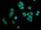 Prostaglandin E Synthase 3 antibody, A04136-1, Boster Biological Technology, Immunofluorescence image 
