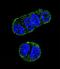 Folate Hydrolase 1 antibody, LS-C166202, Lifespan Biosciences, Immunofluorescence image 