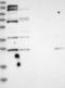 Sentrin-specific protease 6 antibody, NBP1-82958, Novus Biologicals, Western Blot image 