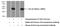 Vestigial Like Family Member 4 antibody, 15135-1-AP, Proteintech Group, Western Blot image 
