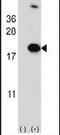 RNA Binding Motif Protein 3 antibody, PA5-14290, Invitrogen Antibodies, Western Blot image 