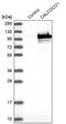 Calcium-binding and coiled-coil domain-containing protein 1 antibody, PA5-58337, Invitrogen Antibodies, Western Blot image 