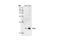 T Cell Leukemia/Lymphoma 1A antibody, 4042S, Cell Signaling Technology, Western Blot image 